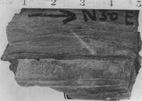 Cross stratified double set (coset) in the sandstone laminae in the St. John's Formation. 