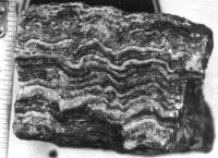 Jointing in the siliceous argillites of the Conception Group. 